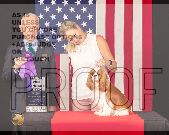 Cavalier King Charles Spaniel #30 Sat WB Judge_Fred_Bassett_0812_HstnToy21-HR3