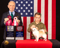 Chihuahua Long Coat #29 Sat BOVBOS Judge_Fred_Bassett