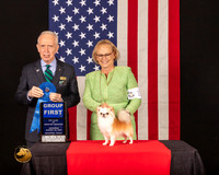 Chihuahua Long Coat G1 Judge_Fred_Bassett