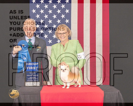 Chihuahua Long Coat G1 Judge_Fred_Bassett_0847_HstnToy21-HR3