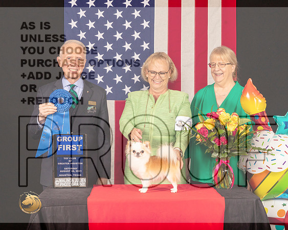 Chihuahua Long Coat G1 Judge_Fred_Bassett_0855_HstnToy21-HR3