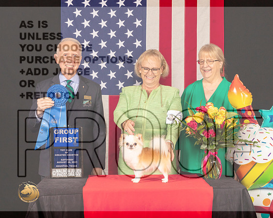 Chihuahua Long Coat G1 Judge_Fred_Bassett_0854_HstnToy21-HR3