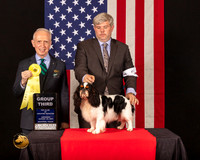 English Toy Spaniel #5 Sat G3 Judge_Fred_Bassett