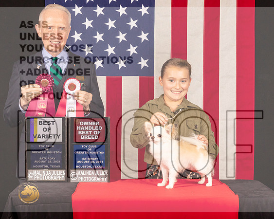Chihuahua Long Coat #29 Sat BOVBOS Judge_Fred_Bassett_0821_HstnToy21-HR3