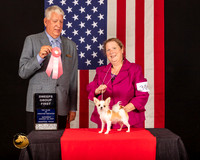 Chihuahua Long Coat #30 Sat SweepsG1 Judge_Cameron_Riegel