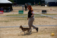 *Ringside Longview WA 2024 Alaska Klee Kai #413