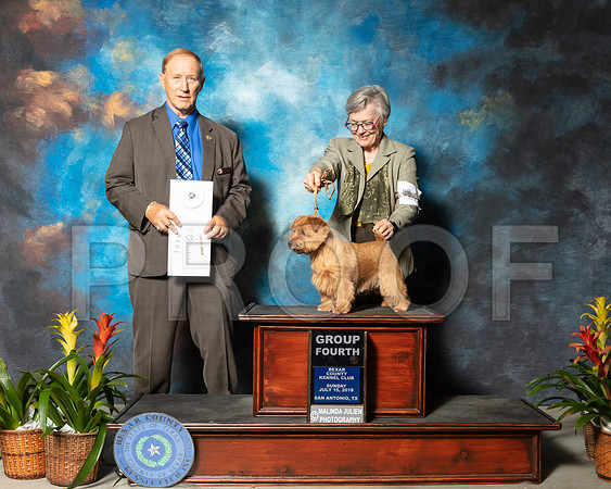Norfolk Terrier #12 Sun G4 Stemmler Sandra Robin Coppedge Judge James Frederiksen Agent Judi HartelSSR_2857e1-HR3