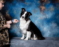 Border Collies Marla Bull