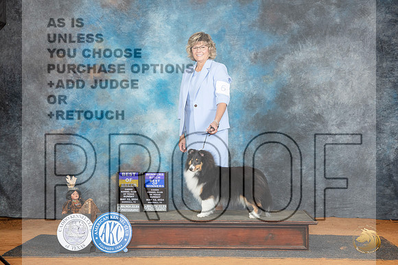 Shetland Sheepdog #6 Sun nWBBOWBOB Judge Lisa Graser__JP_8531_MARSHALL_2024_HR3