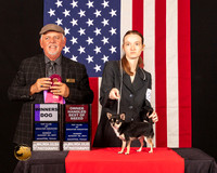 Chihuahua Smooth #15 Sun WDOHBOB Judge_Rodney_Merry