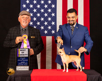 Chihuahua Smooth Coat #8 Sun BOV Judge_Rodney_Merry