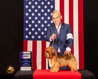 Havanese #15 Sun WD Judge_Lisa_Graser