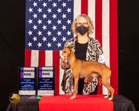 Italian Greyhound #5 Sun WD Judge_Fred_Bassett