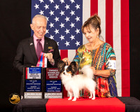 Papillon #17 Sun BOWBOSM Judge_Fred_Bassett