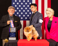 Pomeranian #41 Sun BOB Judge_Rodney_Merry