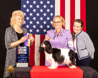 Cavalier King Charles Spaniel #8 Sun BOBBOWM Judge_Lisa_Grasen