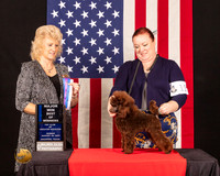 Poodle Toy #11 Sun BOWM Judge_Lisa_Grasen