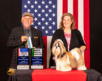 Shih Tzu #6 Sun BOWBOS Judge_Rodney_Merry