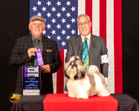 Shih Tzu #9 Sun WDM Judge_Rodney_Merry