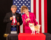 Chihuahua Long Coat #15 Sun Bos Judge_Rodney_Merry