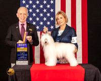 Chinese Crested #5 Sun BOB Judge_Fred_Bassett
