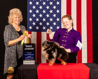 Pomeranian #J803 Sun BJr Judge_Lisa_Graser