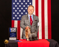 Yorkshire Terrier #25 Sun BOWM Judge_Lisa_Graser