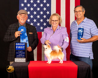 Chihuahua Long Coat #16 Sun G1 Judge_Rodney_Merry