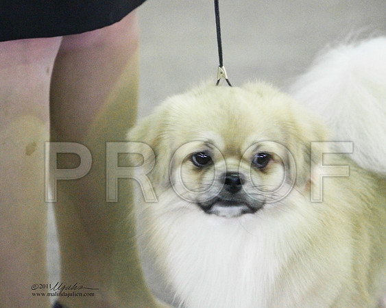 Tibetan Spaniel - 0006