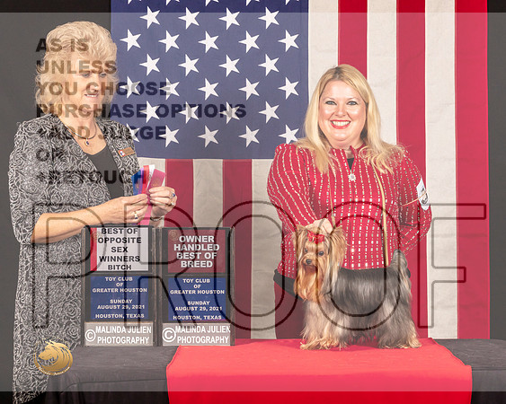 Yorkshire Terrier #14 Sun BOSOHBOB Judge_Lisa_Grasen_1069_HstnToy21-HR3