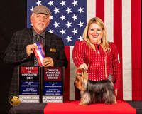 Yorkshire Terrier #14 Sun BOSOHBOB Judge_Rodney_Merry