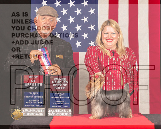 Yorkshire Terrier #14 Sun BOSOHBOB Judge_Rodney_Merry_1122_HstnToy21-HR3