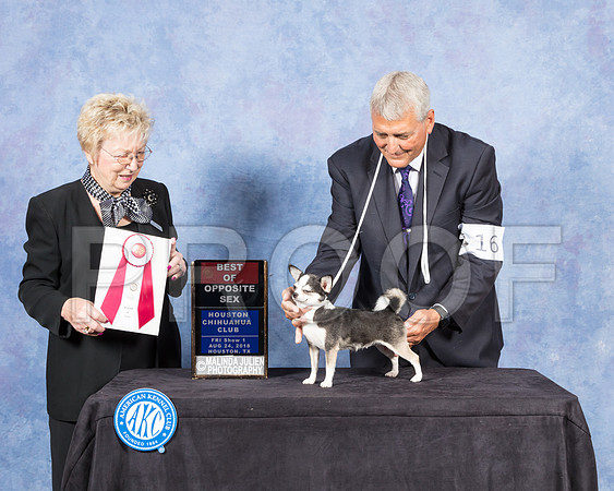 Chihuahua Smooth #16 Fri BOS Judge Janice Pardue-SSR_8677-Hstn2018-HR3