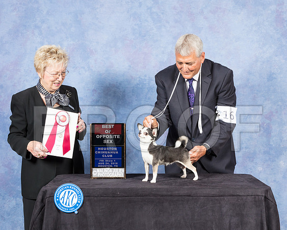 Chihuahua Smooth #16 Fri BOS Judge Janice Pardue-SSR_8680-Hstn2018-HR3