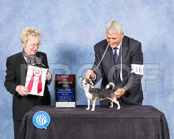 Chihuahua Smooth #16 Fri BOS Judge Janice Pardue-SSR_8681-Hstn2018-HR3
