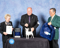 Chihuahua Smooth #34 Fri SB Judge Janice Pardue