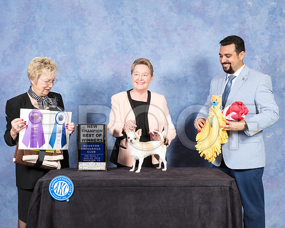 Chihuahua Smooth #6 Fri BOW NCh Judge Janice Pardue-SSR_8669-Hstn2018-HR3