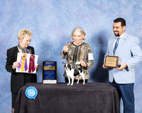 Chihuahua Smooth #7 Fri SD Judge Janice Pardue