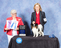 Papillon #18 Fri BOW NCh Judge Mary Napper