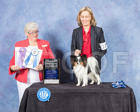 Papillon #18 Fri BOW NCh Judge Mary Napper-SSR_8641-Hstn2018-HR3