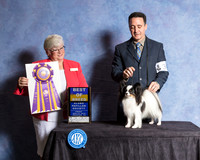 Papillon #36 Fri BOB Judge Mary Napper