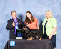 Cavalier King Charles #19 Fri AOM Judge John Ioia