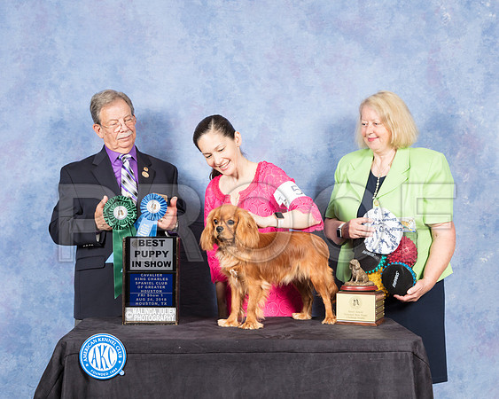 Cavalier King Charles #5 Fri BestPuppy Sweeps judge John Ioia-SSR_8732-Hstn2018-HR3