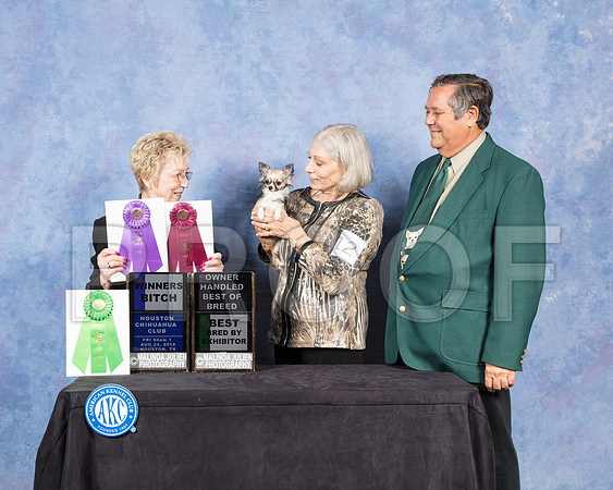 Chihuahua Long Coat #12 Fri BBX OHBOB WB Judge Janice Pardue-SSR_8792-Hstn2018-HR3