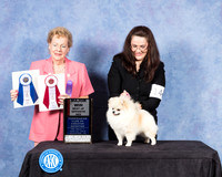 Pomeranian #14 Fri BOW Judge Alane Gomez