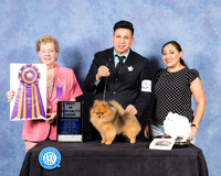 Pomeranian #19 Fri BISS BOB Judge Alane Gomez