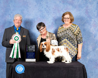 Cavalier King Charles Spaniel #22 Fri S2 BISS Judge Robert Stein