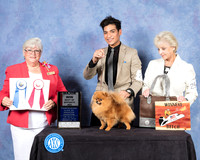 Pomeranian #28 Fri S2 BOS Judge Mary Napper