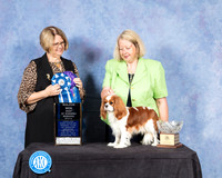 Cavalier King Charles #20 Fri S2 BOW Judge Cindy Lane