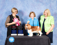 Cavalier King Charles Spaniel #12 Fri S2 BOS OHBOB Judge Cindy Lane